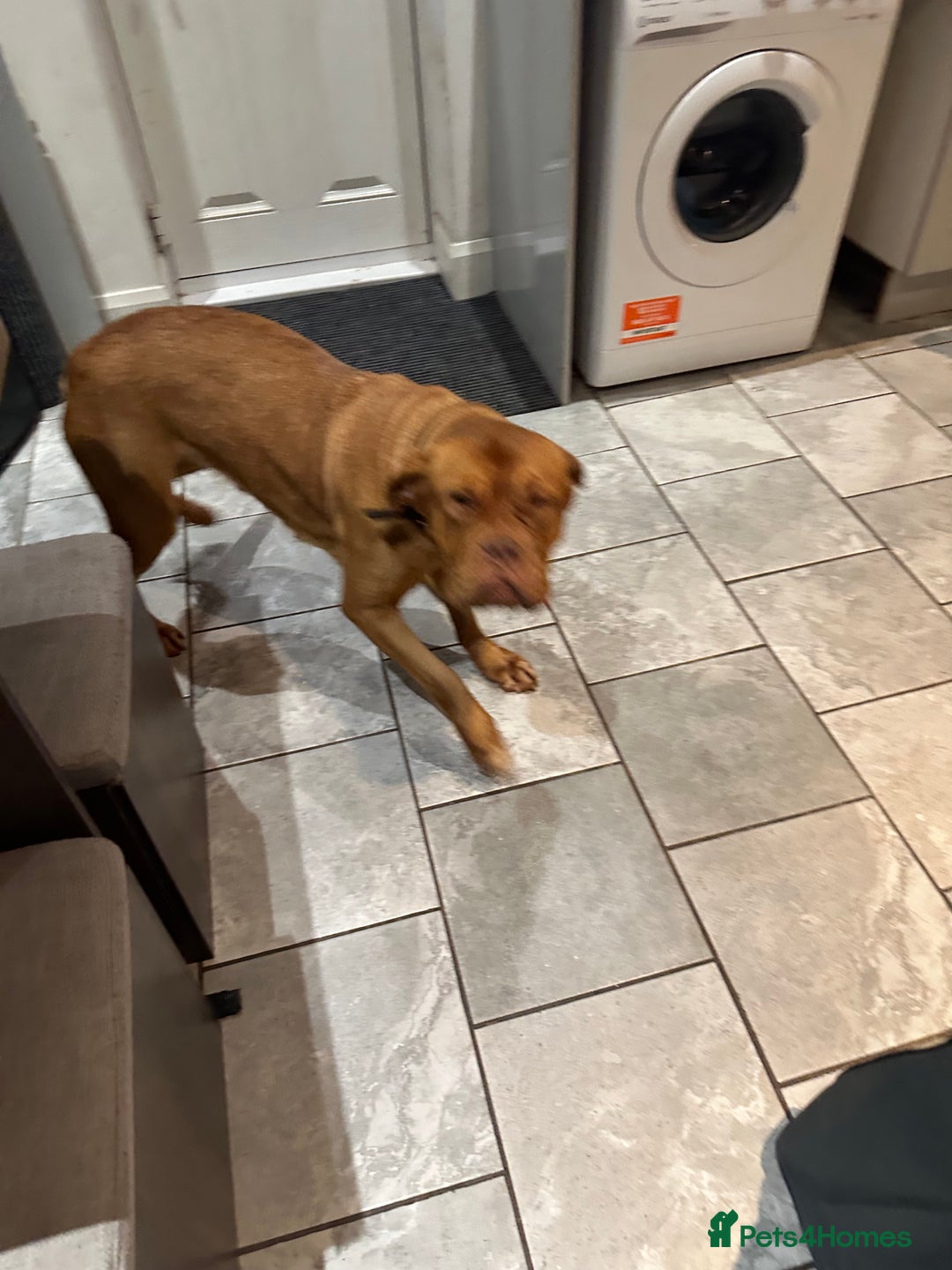 Dogue De Bordeaux dogs for sale: Girl rogue de Bordeaux age 2 - Image 3