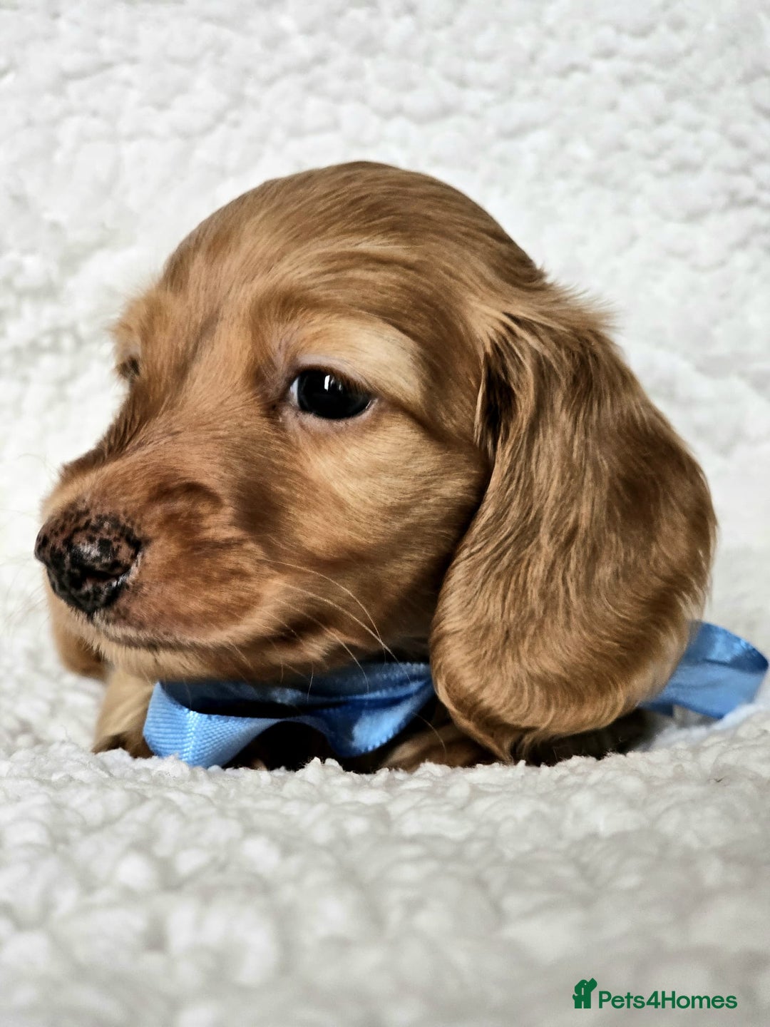 Miniature Dachshund dogs for sale: Lovely Longhaired Red Boy Available - Advert 5