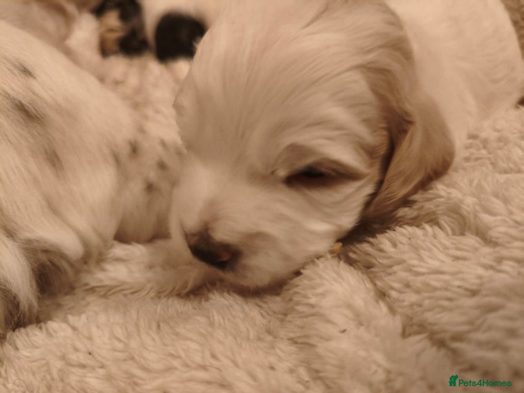 Mixed Breed dogs for sale: 2 Gorgeous male cocker Bassett x Shichon pups  - Image 8