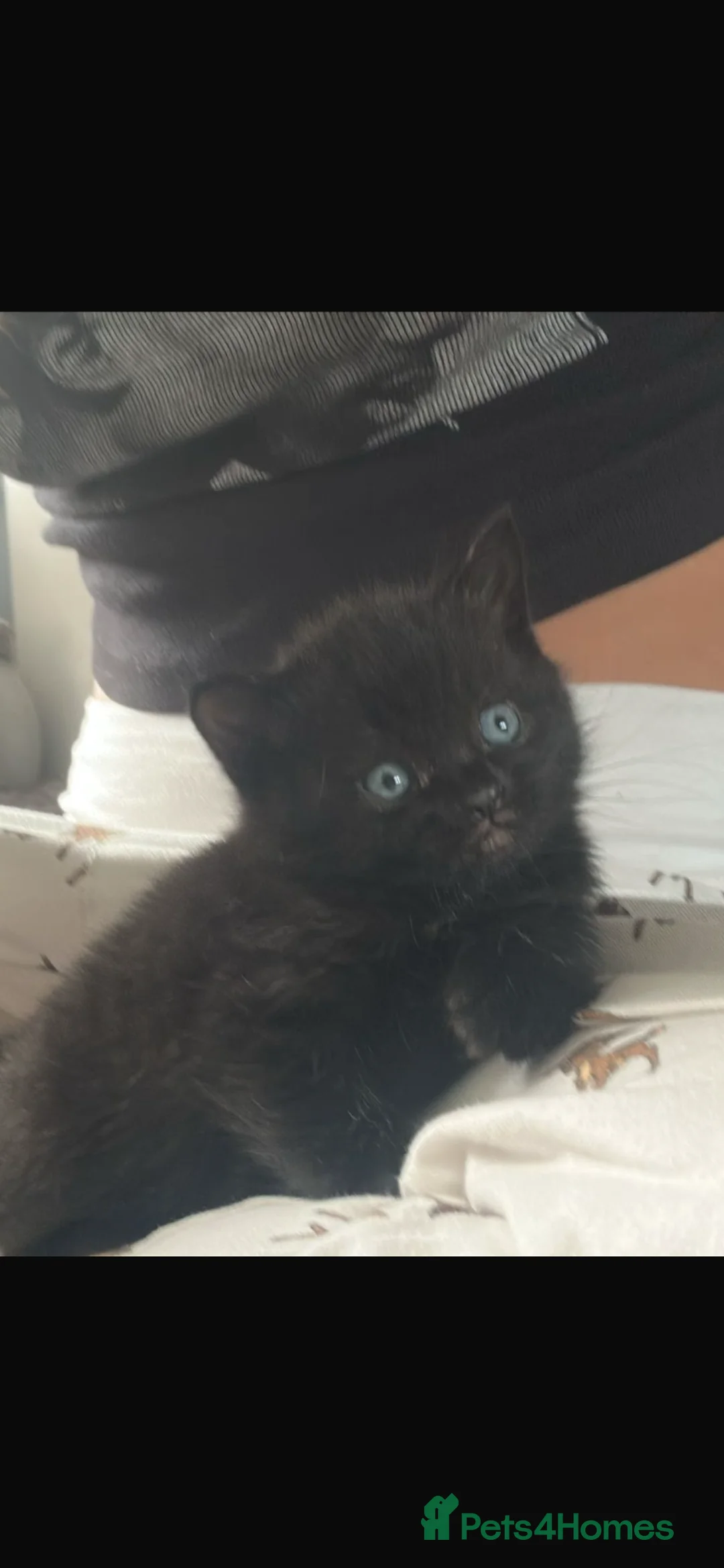 British Shorthair cats for sale: Half British short hair kittens - Advert 16