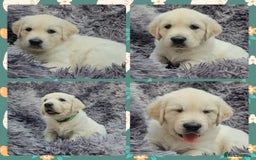 Golden Retriever dogs for sale: 9 KC registered, from imported lines puppies  - Image 6