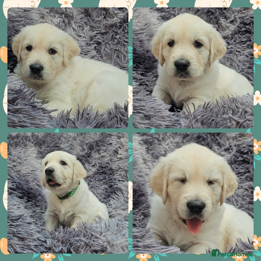 Golden Retriever dogs for sale: 9 KC registered, from imported lines puppies  - Image 6