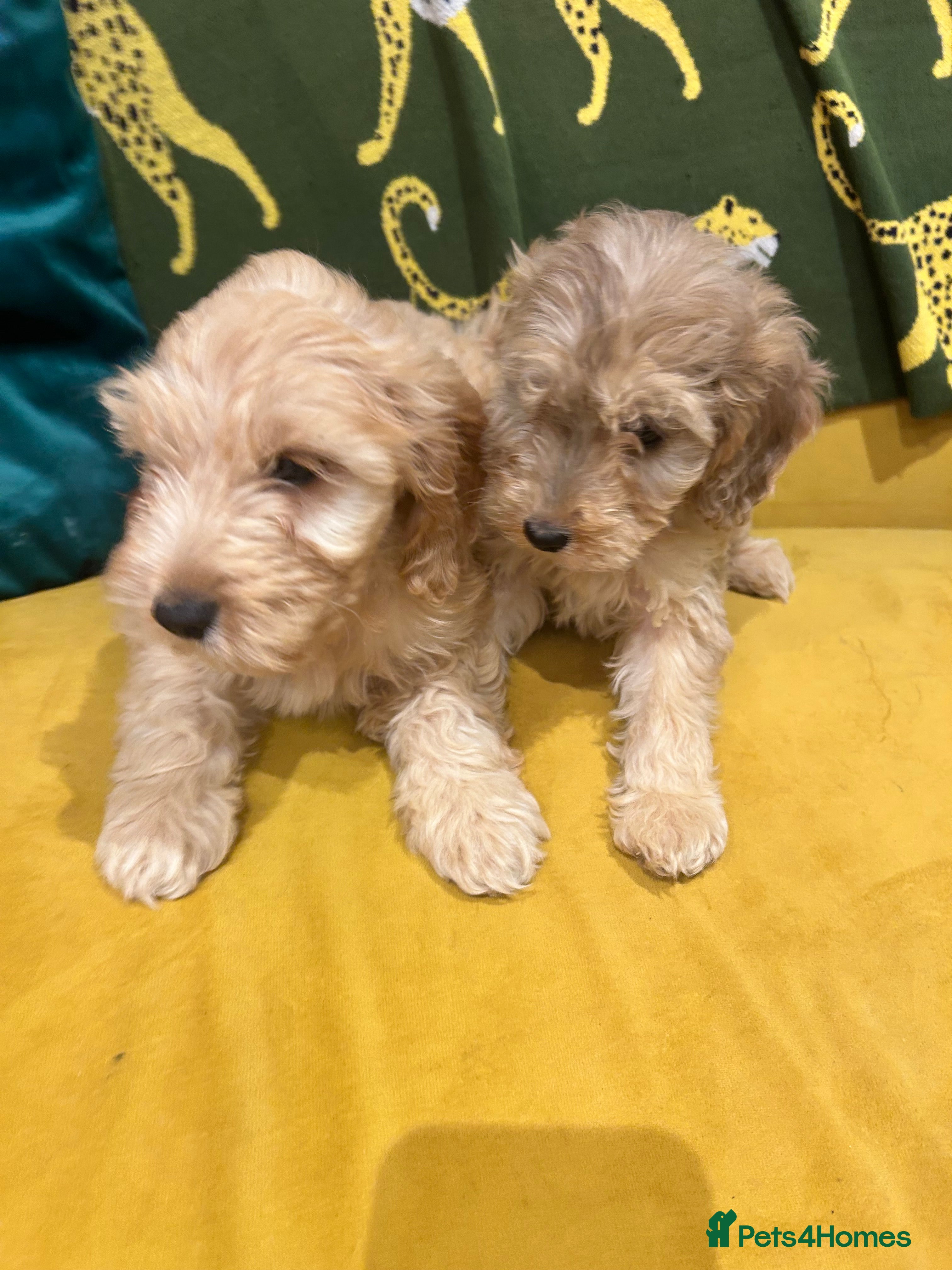 Cockapoo dogs F1 Cockerpo litter  - Advert 2