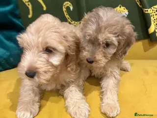Cockapoo dogs F1 Cockerpo litter - Advert 2