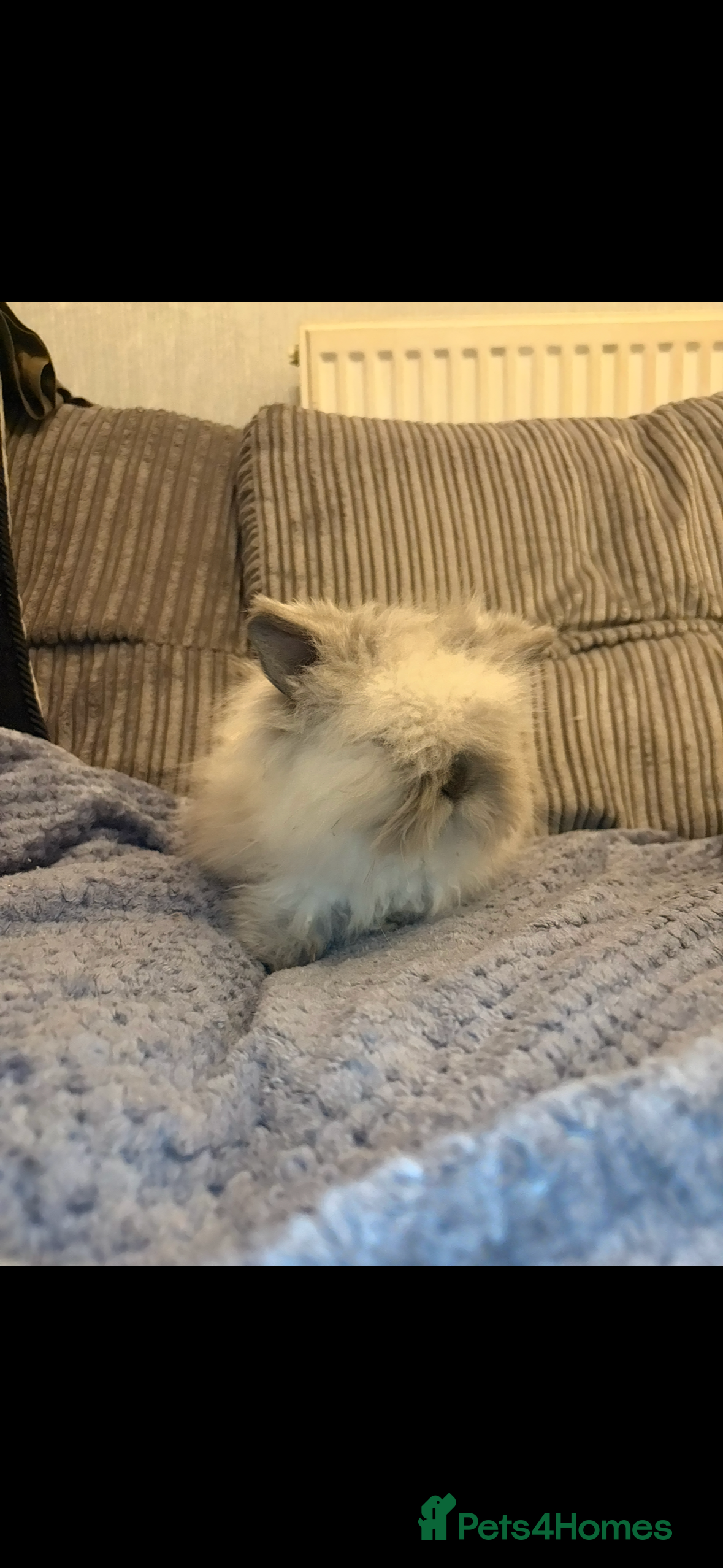 Mini Lion Lop rabbits Gorgeous fluffy little mini lion lop baby bunny’s  - Advert 4