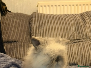 Mini Lion Lop rabbits Gorgeous fluffy little mini lion lop baby bunny’s - Advert 4