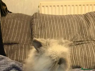 Mini Lion Lop rabbits Gorgeous fluffy little mini lion lop baby bunny’s - Advert 5