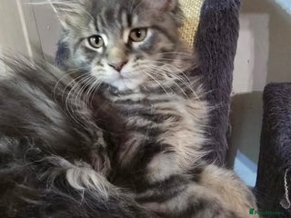 Maine Coon cats - Advert 17