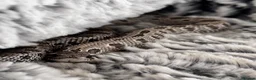 Mixed Breed reptiles for sale: Vivarium set ups and snakes for sale  - Advert 6
