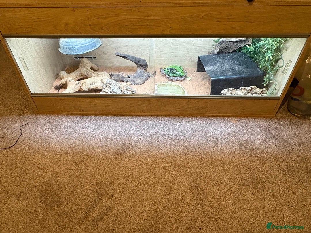 Bearded Dragon reptiles for sale: Bearded dragon - Image 4