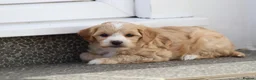 Cavapoochon dogs for sale: Cavapoochon puppies for sale - Advert 22