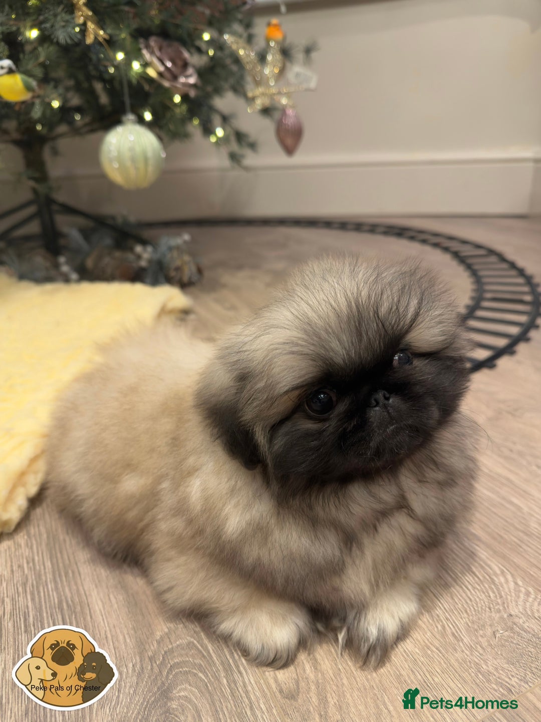 Pekingese dogs for sale: 👑True KC Peke Pups👑 - Advert 8