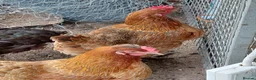 Chickens poultry for sale: 6 Autralaup hens 11 months old laying  - Advert 5