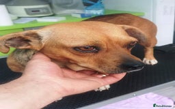 Mixed Breed dogs for adoption: LUCY, a Superb little Girl, for a Loving Home - Image 16