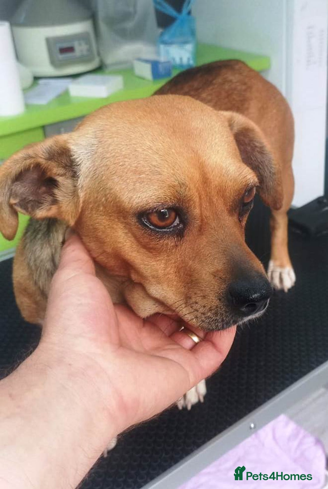 Mixed Breed dogs for adoption: LUCY, a Superb little Girl, for a Loving Home - Image 16