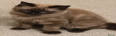 Mika