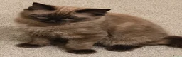 Ragdoll cats for sale: Purebred Cherubim (Mink) & Traditional Ragdolls - Advert 15
