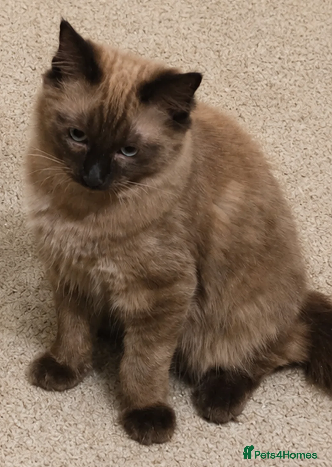 Ragdoll cats for sale: Purebred Cherubim (Mink) & Traditional Ragdolls - Advert 15