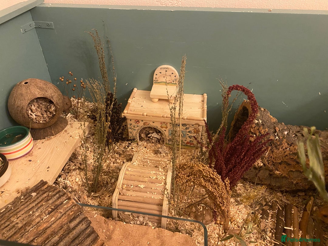 Hamster rodents for sale: Moon is looking for a new home🩷 - Advert 2