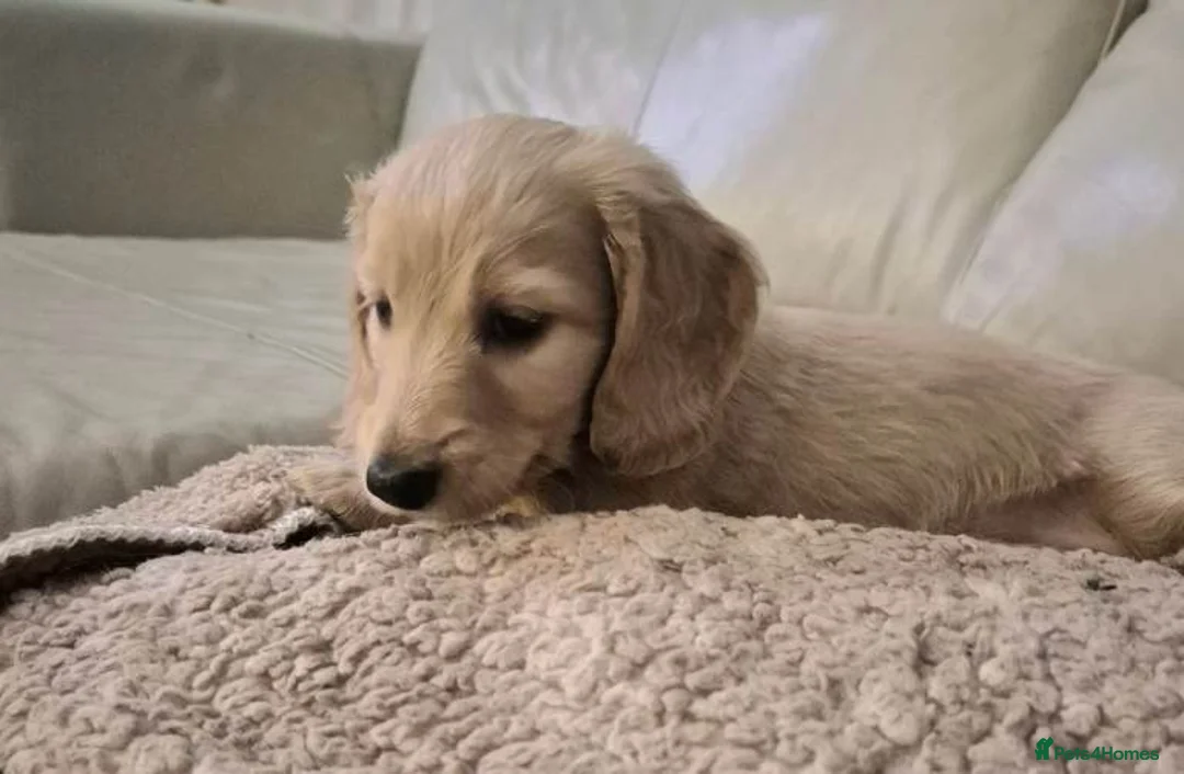 Miniature Dachshund dogs for sale: Beautiful Long-Haired Miniature Boys - Advert 4