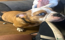 English Bulldog dogs for sale: English bulldog  - Image 7