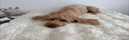 Cockapoo dogs for sale: Say Hello To Our Most Adorable Cockapoo Puppies - Advert 2