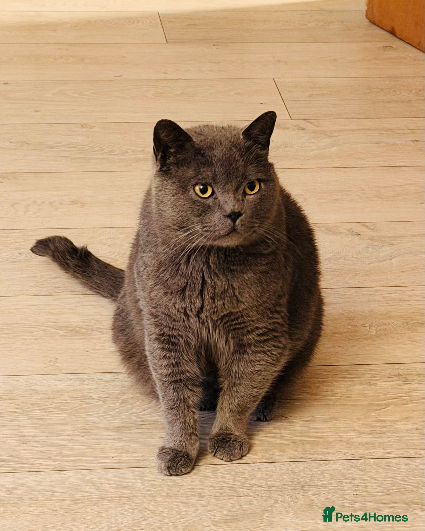 British Shorthair cats FREE British short hair - Advert 2