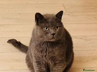 British Shorthair cats FREE British short hair - Advert 1