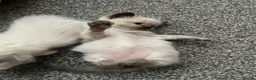 Ragdoll cats for sale: Beautiful ragdolls  - Advert 23