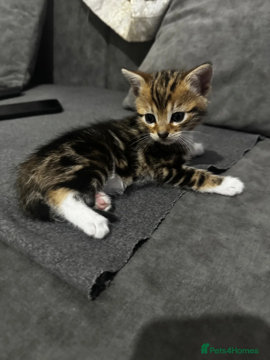 Bengal cats for sale: Half bengal litter - Advert 2