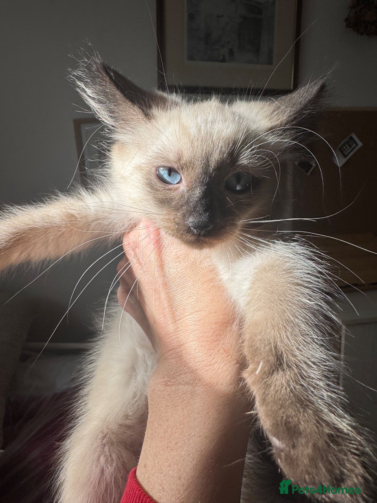 Ragdoll cats Ready Now- Ragdoll Kittens :)+chip,food,healthCard - Advert 15