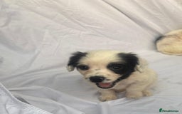 Cocker Spaniel dogs for sale: ADORABLE 🥰 COCKER SPANIELS 🥰 - Image 6