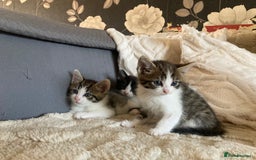 Mixed Breed cats for sale: Sweet Kittens  - Image 12