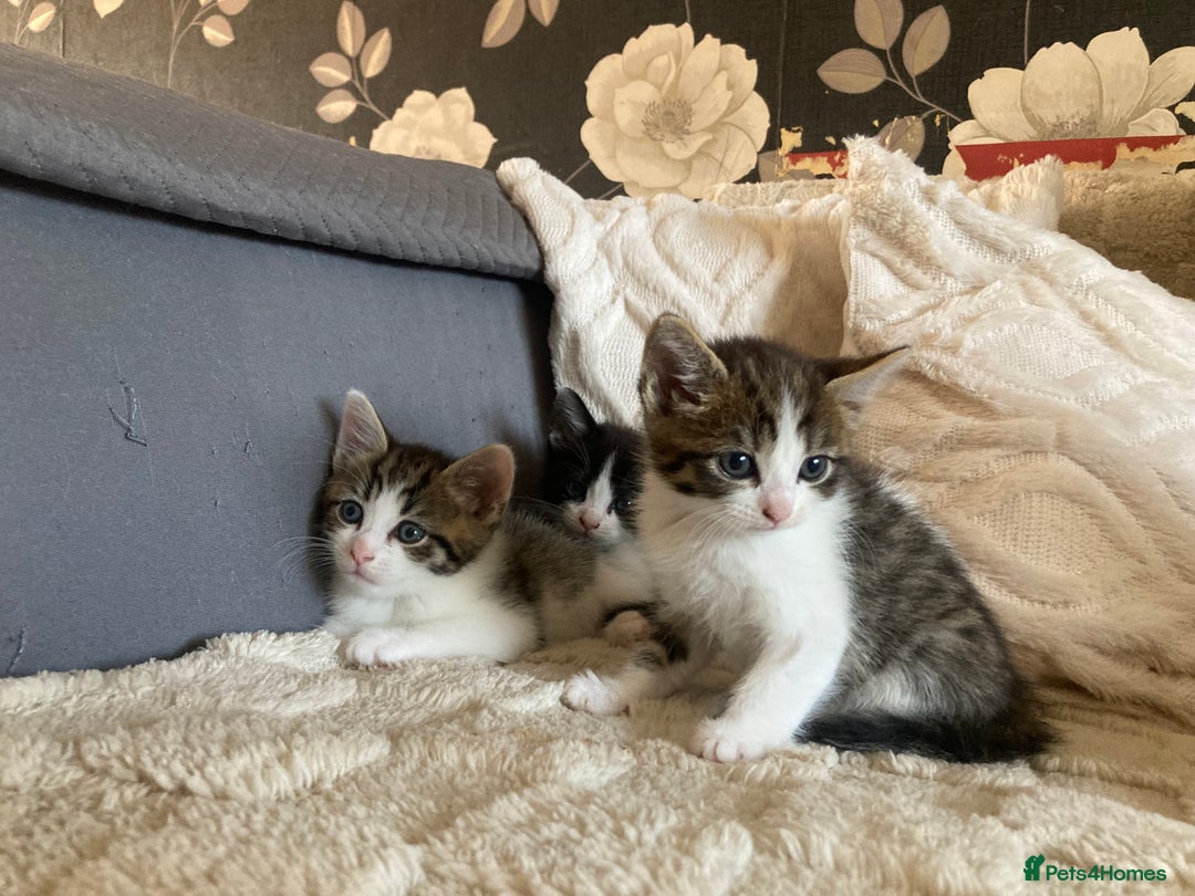 Mixed Breed cats for sale: Sweet Kittens  - Image 12