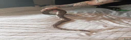 Python Snake reptiles for sale: Royal Python with viv - Advert 2