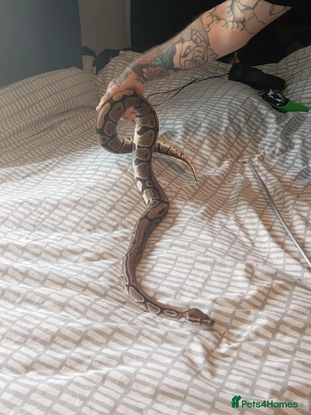 Python Snake reptiles for sale: Royal Python with viv - Advert 2
