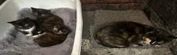 Persian cats for sale: Beautiful Persian kittens - Advert 3