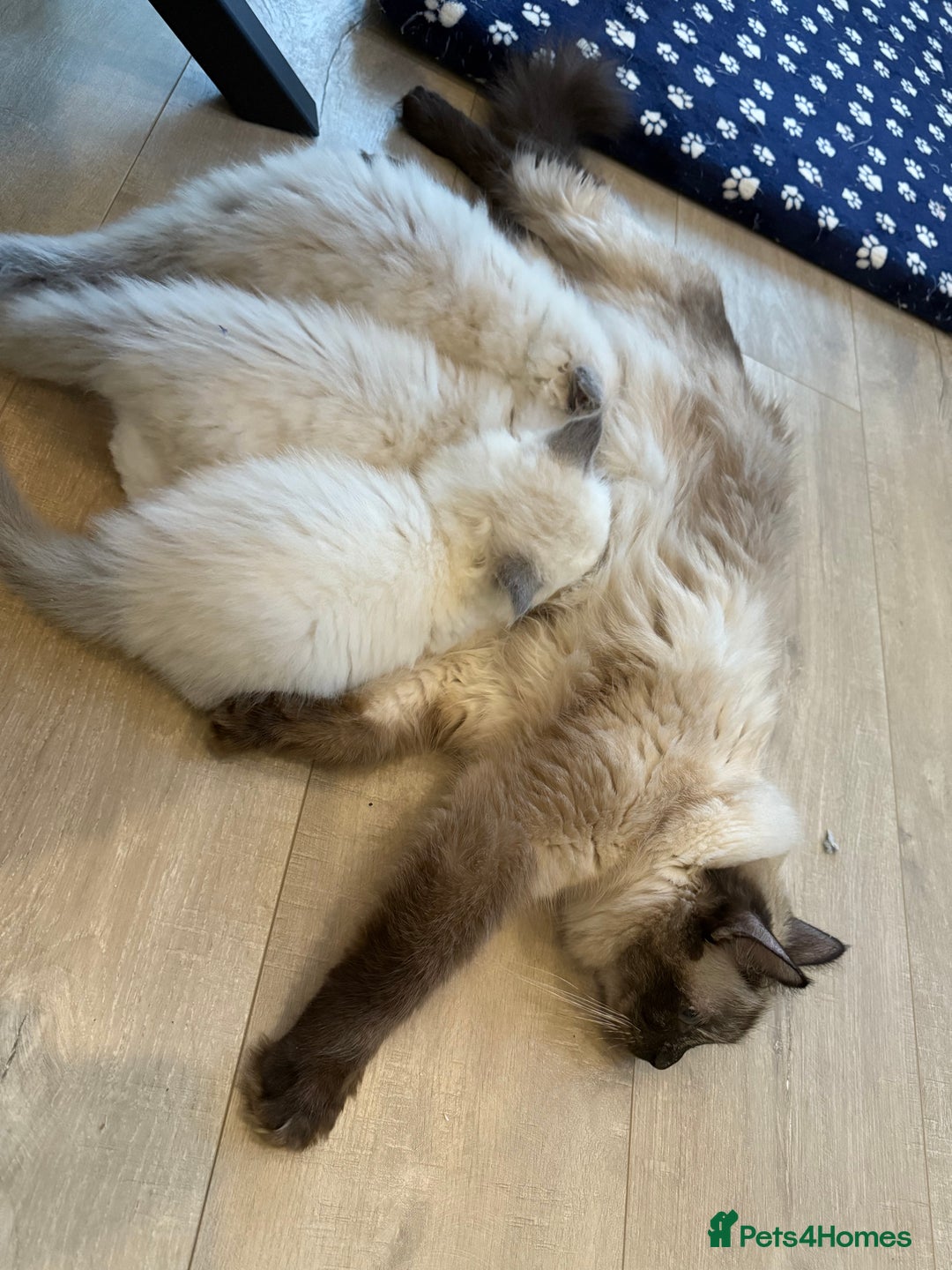 Ragdoll cats for sale: 💎🐾Beautiful Ragdoll Kittens🐾💎 - Advert 9