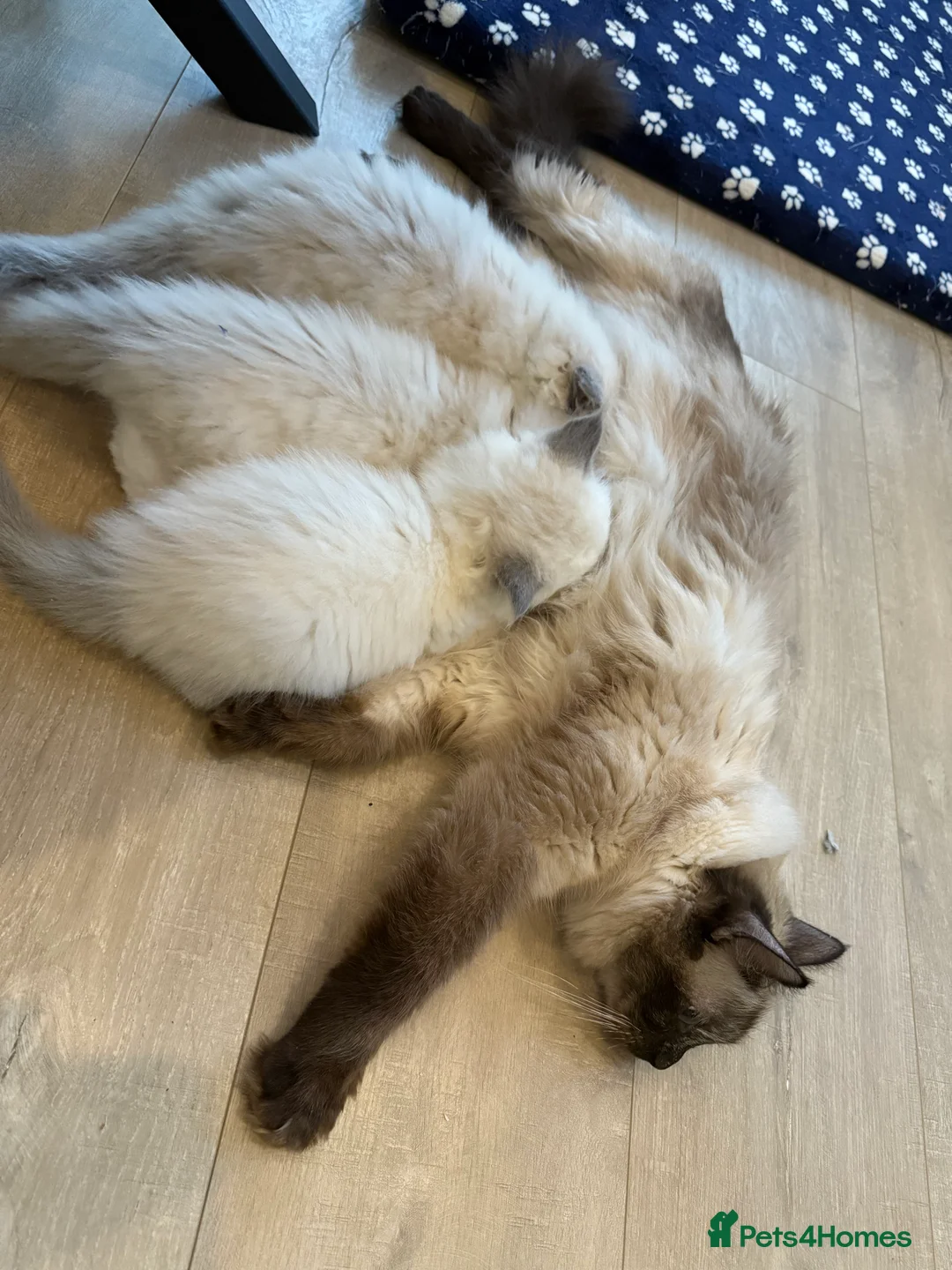Ragdoll cats for sale: 💎🐾Beautiful Ragdoll Kittens🐾💎 - Advert 5