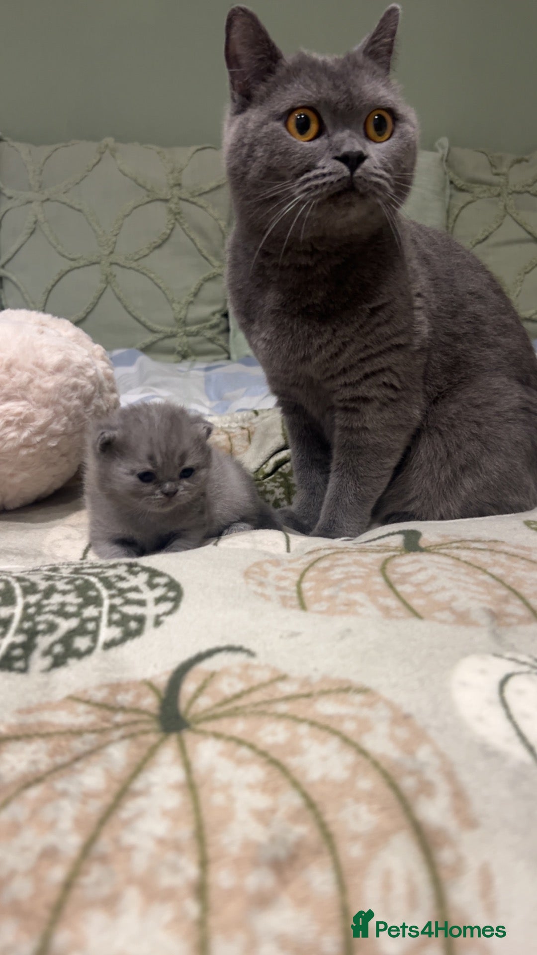 British Shorthair cats BSH beautiful Kittens 💗💙💗💙 - Advert 3