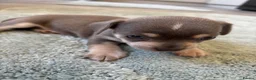 Chihuahua dogs for sale: CHIHUAHUA BEAUTIFUL READY 20TH JUNE LAST BOY - Advert 18