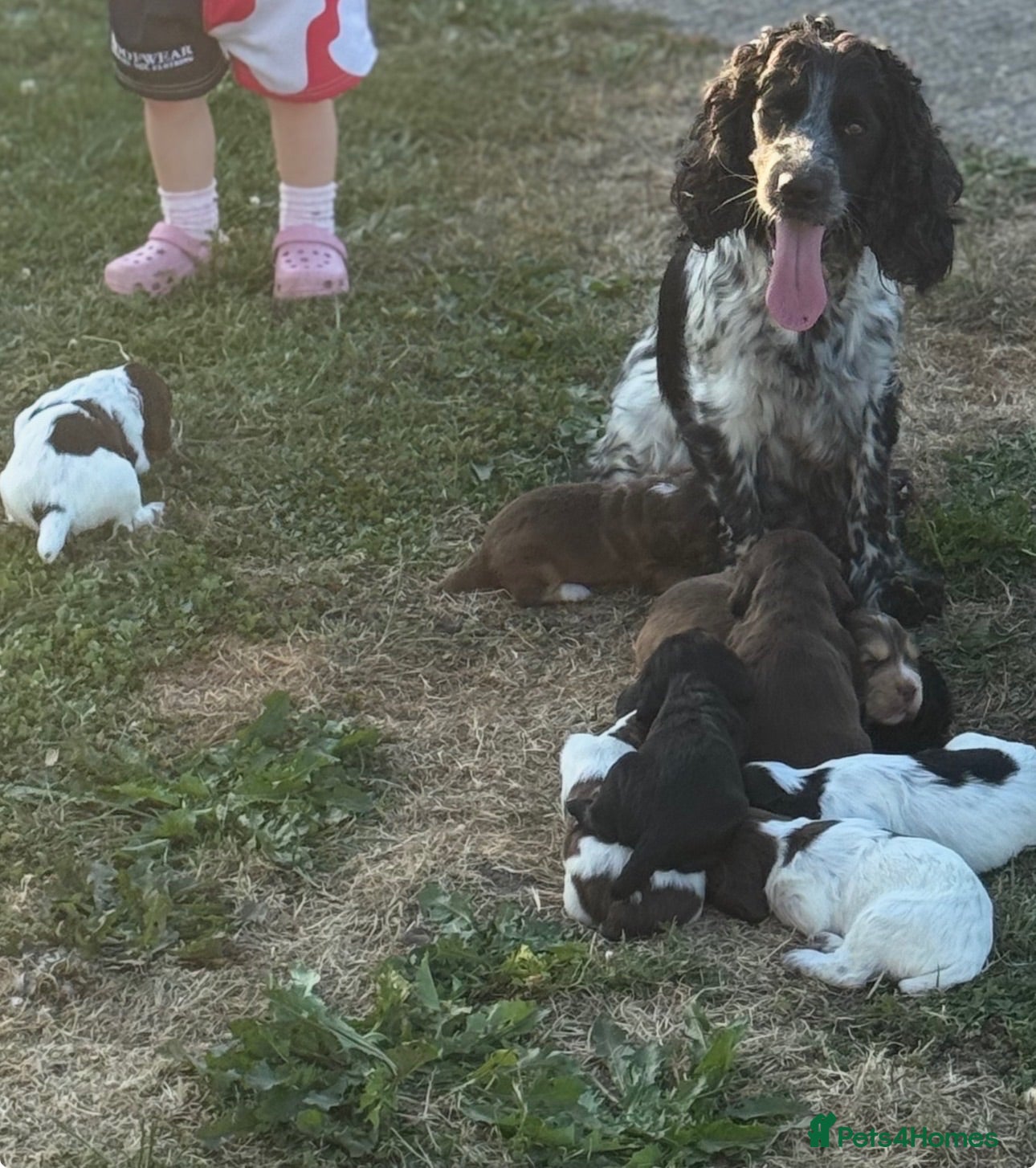 Cocker Spaniel dogs Working cocker spaniels - Advert 2