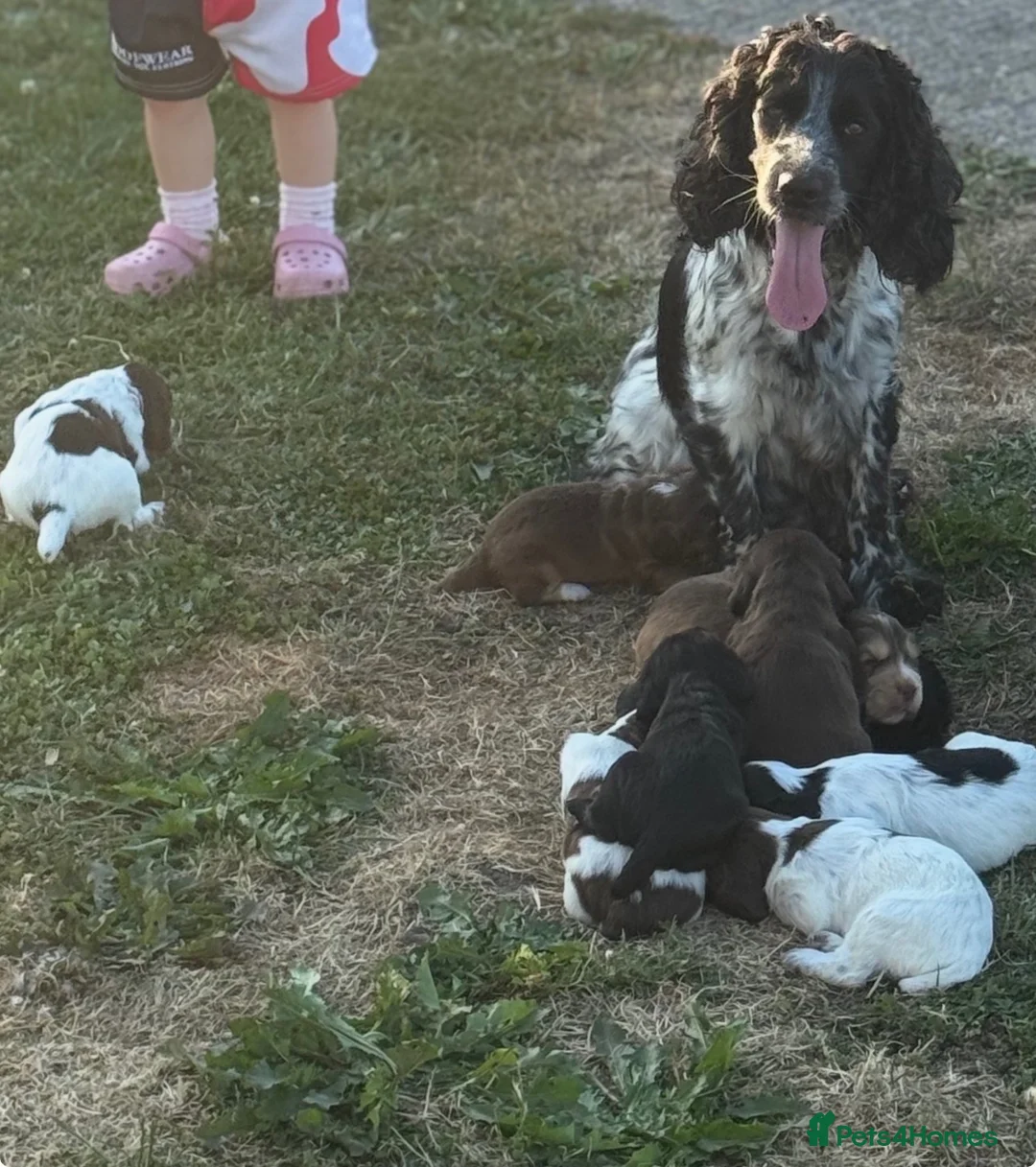 Cocker Spaniel dogs for sale: Working cocker spaniels - Advert 1