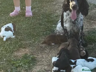 Cocker Spaniel dogs Working cocker spaniels - Advert 8