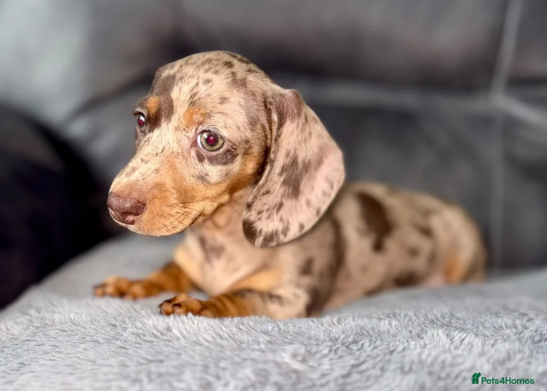 Miniature Dachshund dogs for sale: Beautiful Dapple Dachshund Puppy – Mel ❤️ in Larbert - Advert 4