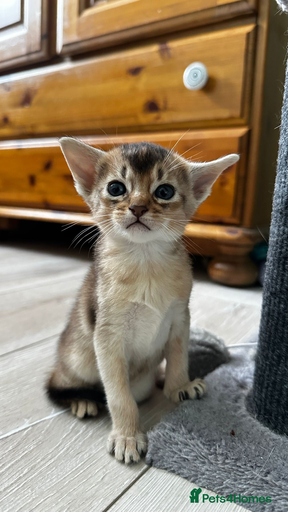 Abyssinian cats Abyssinian kittens  - Advert 17