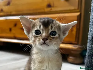 Abyssinian cats Abyssinian kittens - Advert 17