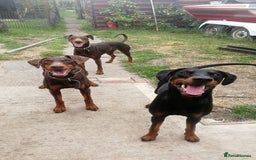 Dobermann dogs for sale: Doberman for sale ready now  - Image 8