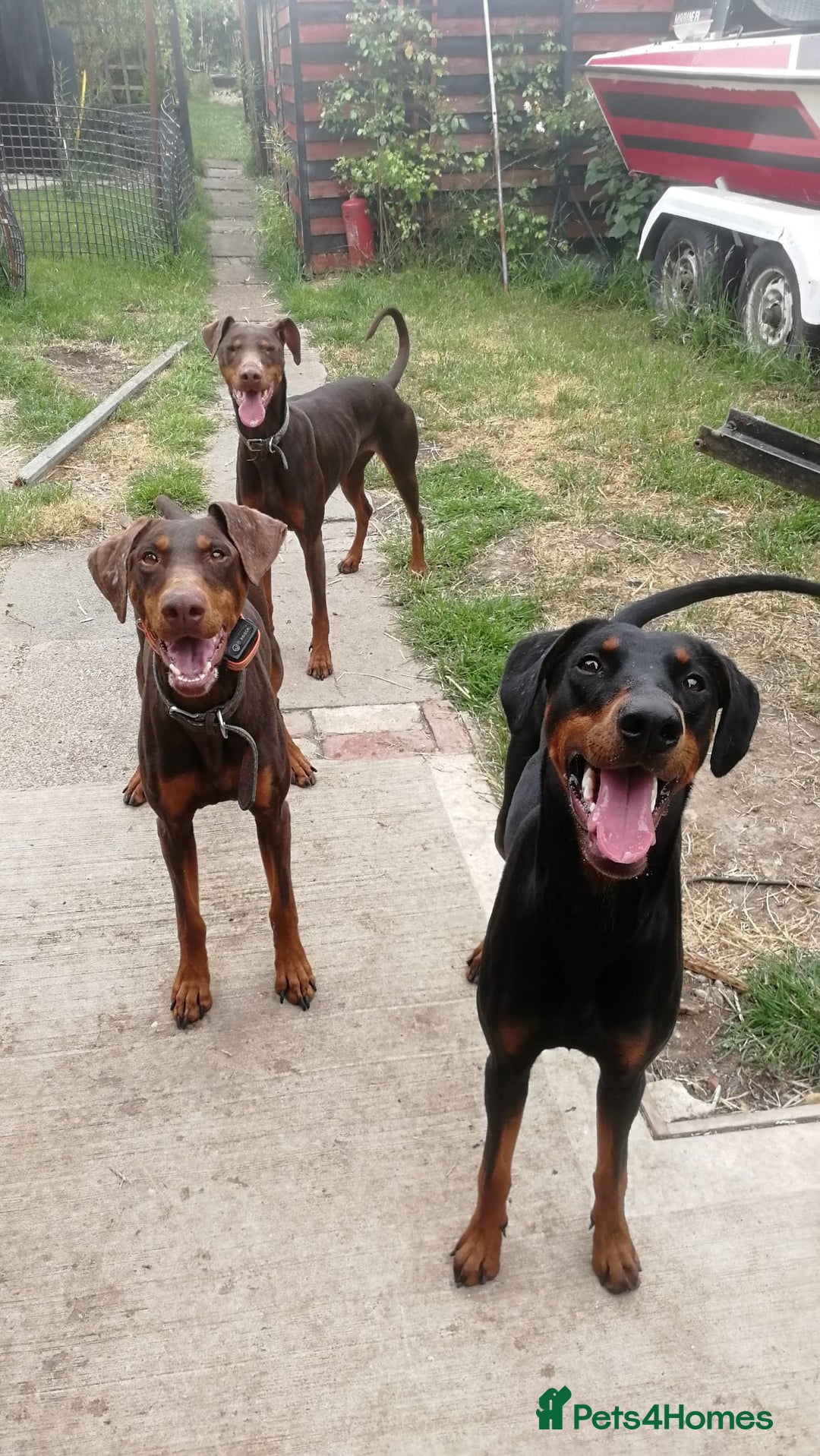Dobermann dogs for sale: Doberman for sale ready now  - Image 8