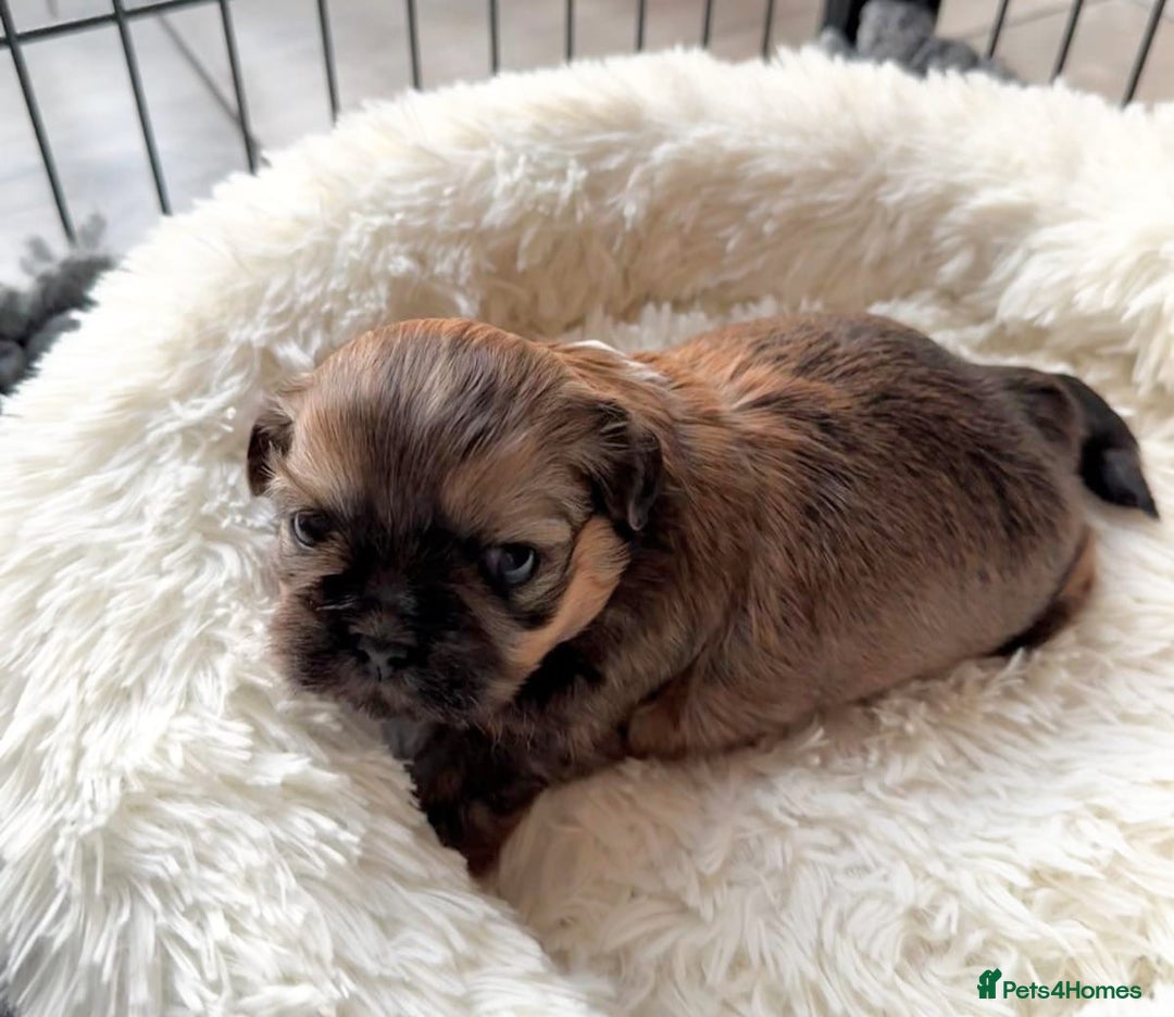 Shih Tzu dogs for sale: Exceptional Shih Tzu Pups Raised in a Family Home - Advert 9